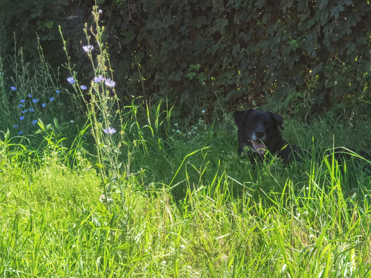 Sommer im Baluschek Park.Hündin im Schatten im Gras. Foto: Helga Karl