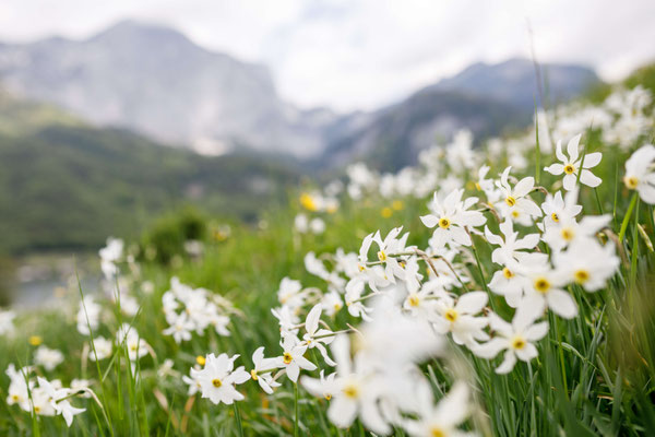 Weiße Narzissen auf der Frühlingswiese im Ausseerland mit Bergpanorama