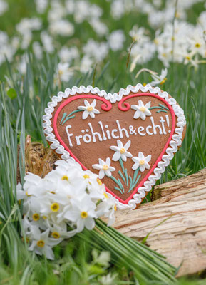 Narzissenblüten im Ausseerland – Symbol des Narzissenfests