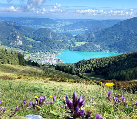 Blühende Frühlingswiese mit Blick auf den Wolfgangsee im Salzkammergut