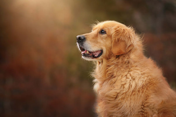 Golden Retriever im Herbst – Urlaub mit Hund im Salzkammergut
