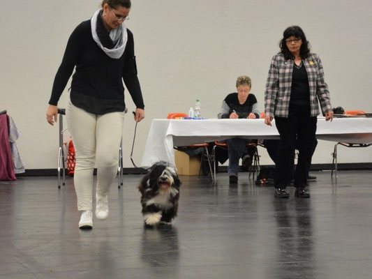 CACIB Nürnberg 2016 - Lisha
