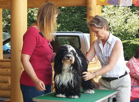 Lishas Körung in Breitenau am 6.8.16