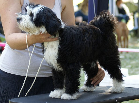 Klein-Lisha in der Puppy-Klasse in Groß-Gerau 7.6.2015