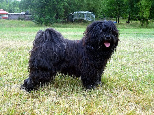 Spaziergang am Tag nach dem Bad mit Le Pooch - Juni 2015