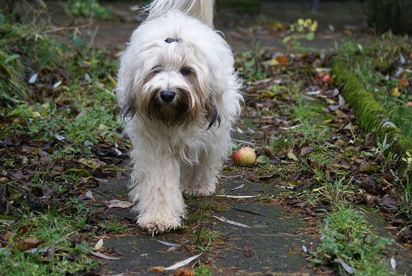 Fiona im Garten - 13.12.15