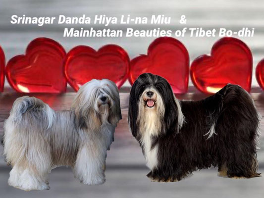 Arundhati Tibet Terrier - A-Wurf