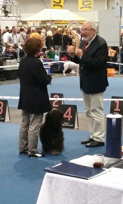 CACIB Hannover 25.10.2015 - Yeshi - Offene Klasse Rüden