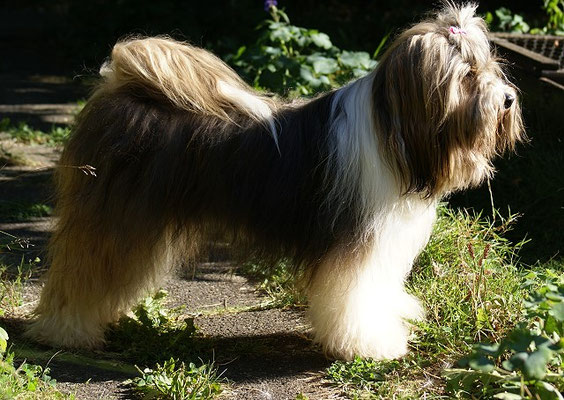 Milka im August 2016