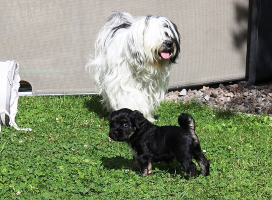 An-Dha-Na-I-Wurf - 5 Wochen alt - Ishan mit Mama