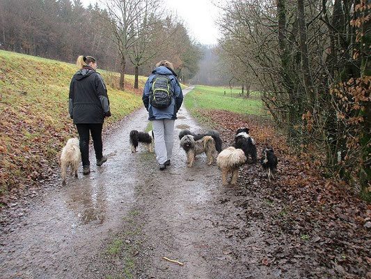 Tibi-Spaziergang mit Yeshis Töchterchen Indra am 3.1.2016