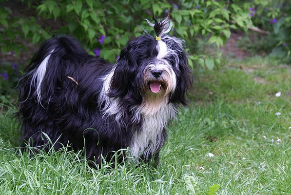 Lisha im Garten - Mai 2016