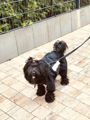 Jowo (10 Mon.)