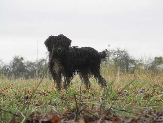 Tibi-Spaziergang mit Yeshis Töchterchen Indra am 3.1.2016