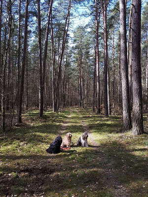  Bya-ra, Milka und Yeshi m Wald von Mewegen
