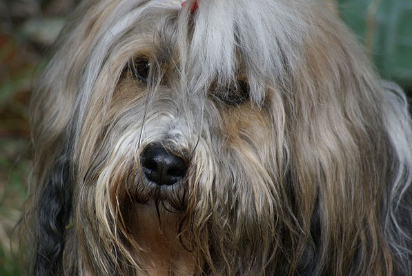 Milka im April 2015