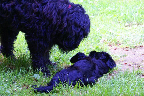 G-Wurf - Ga-la - 7 Wochen alt - im Garten mit Tante Kar-mi