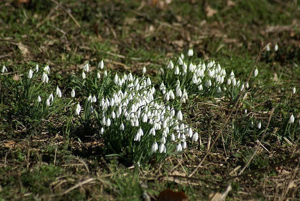 Die ersten Frühlingsboten 2016