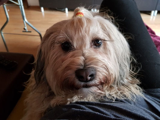 Frauchen ich hab ganz doll Hunger, ist es wirklich noch nicht Zeit fürs Abendessen?
