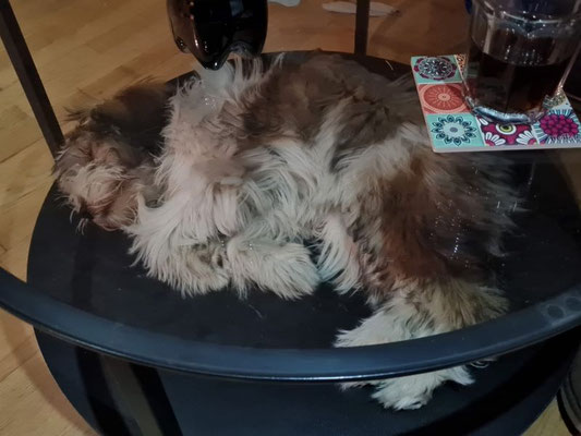 Rechtschaffen müde im sicheren Couchtisch abends eingeschlafen!