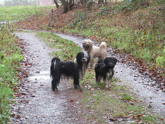 Tibi-Spaziergang mit Yeshis Töchterchen Indra am 3.1.2016