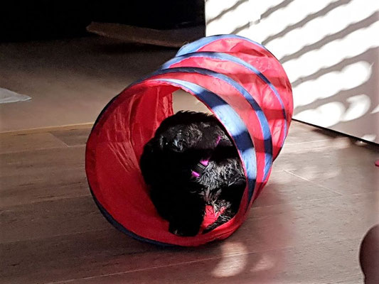 Jobi hat einen neuen Schlafplatz!