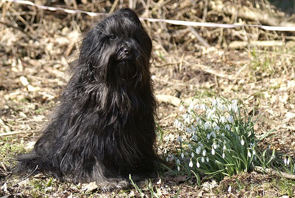 Srinagar Danda Fu-Yeshi Black Jewel - Februar 2018