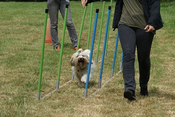 Fiona beim Gassenslalom