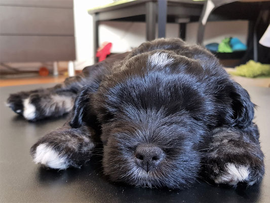 Jinpa im Couchtisch