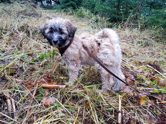 Baby Kha-ra im Wald