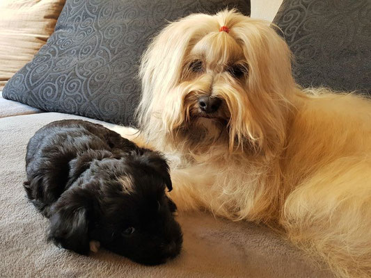 Jinpa mit Fiona, was für ein schöner Farbkontrast ♥