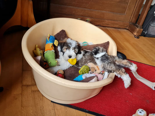 Lakshmi mit 11 Wochen