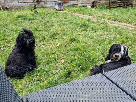 Gartenausflug - Mama Jobi und Omi Lisha haben alle Pfoten voll zu tun