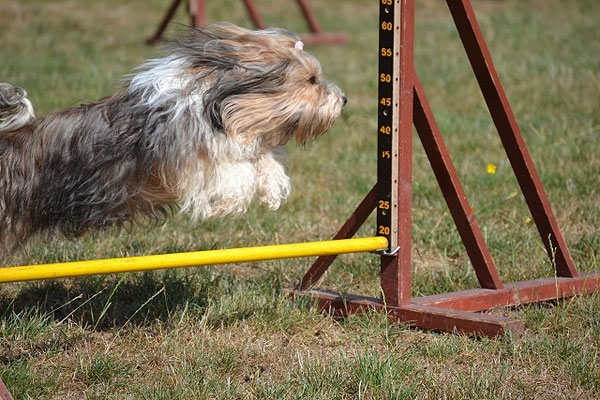 Milka beim Agility-Training im August 2015
