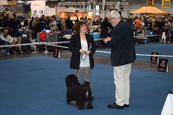 CACIB Hannover 25.10.2015 - Yeshi - Offene Klasse Rüden