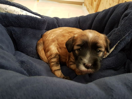 Tag 28: Babydecke vom Bruder Mihu