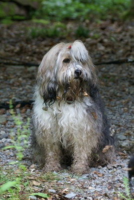 Milka, die Waldfee
