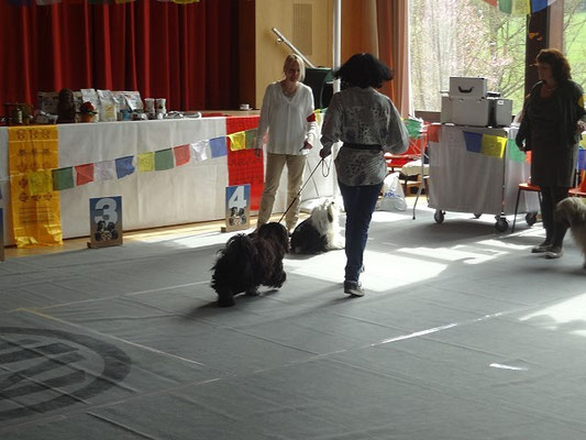 Grasellenbach 25.4.15 - Yeshi beim Laufen