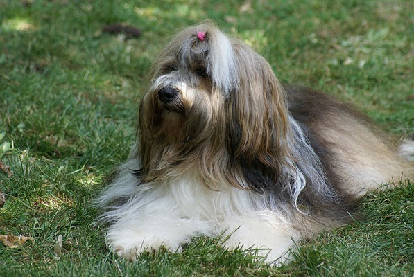 Milka im August 2016