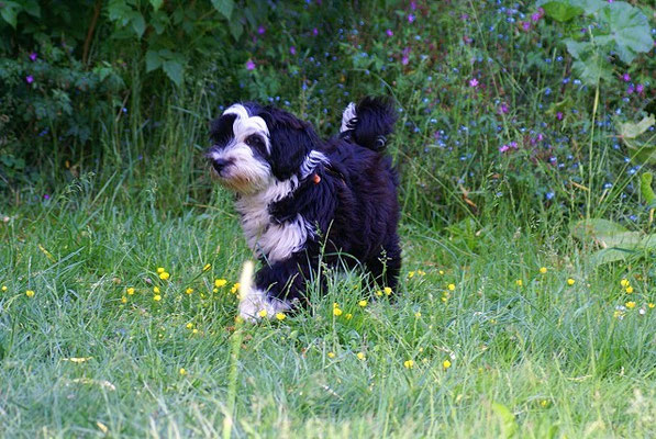 Lisha zu Besuch bei den Srinagar Dandas - Mai 2015