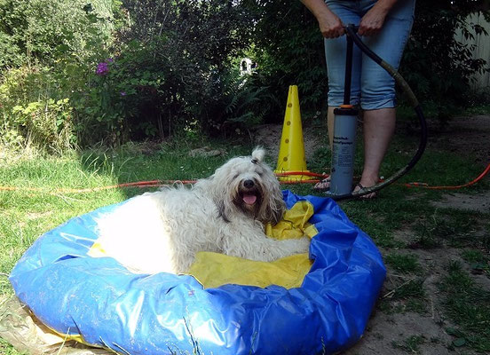 Frauchen, pump schneller!