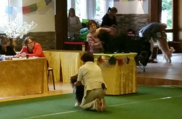 KTR-Spezialausstellung Werl 2015 - Yeshi in der Zwischenklasse Rüden