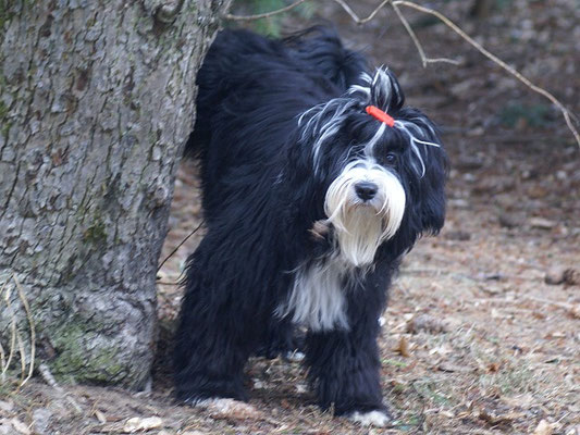 Mihu gießt Onkel Yeshis Baum