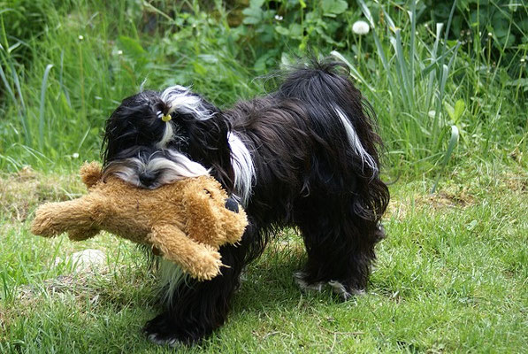 Lisha im Garten - Mai 2016