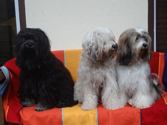 13.12.15 - Besuch von Fiona - Yeshi, Fiona und Milka