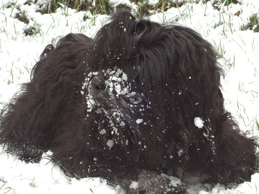 Mein Schneebärchen