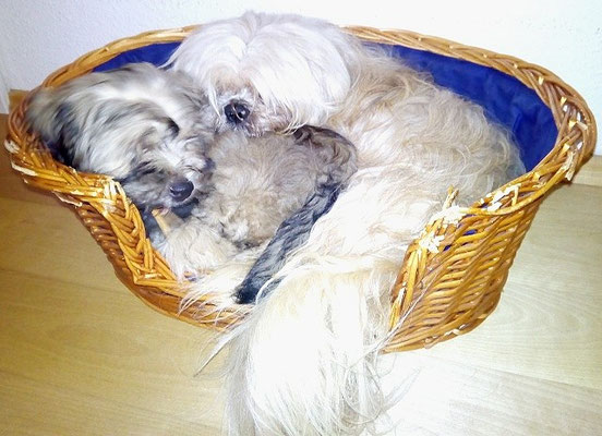 Gemma und Alf im August 2016
