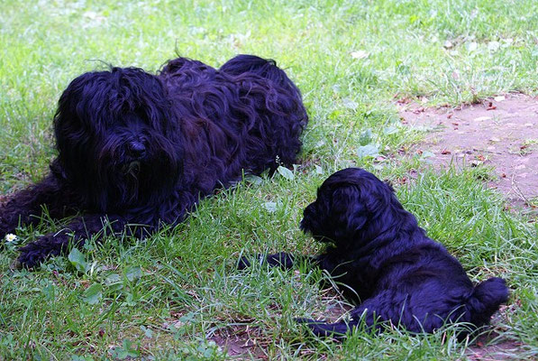 G-Wurf - Ga-la - 7 Wochen alt - im Garten mit Tante Kar-mi