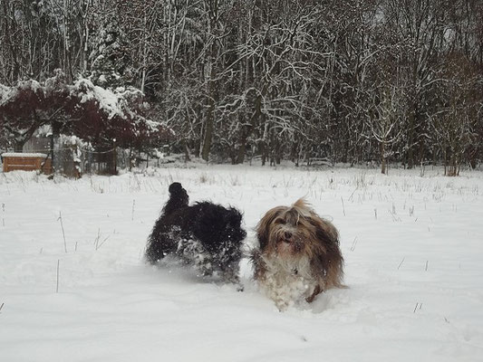 Yeshi und Milka im Schnee - November 2015