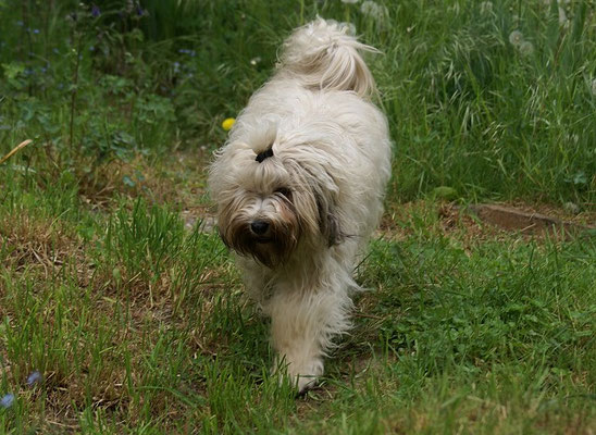 Fiona im Garten - Mai 2016